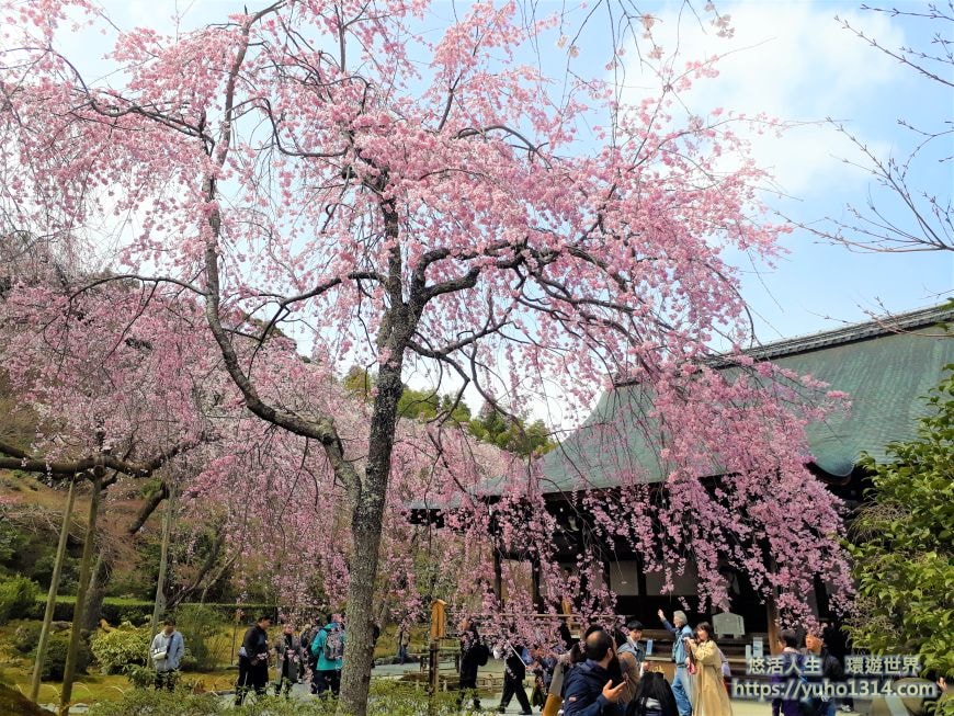 京都櫻花季2025🌸20處日本京都櫻花景點自由行實用資訊分享(下)(含京都賞櫻地圖) - 第63張圖