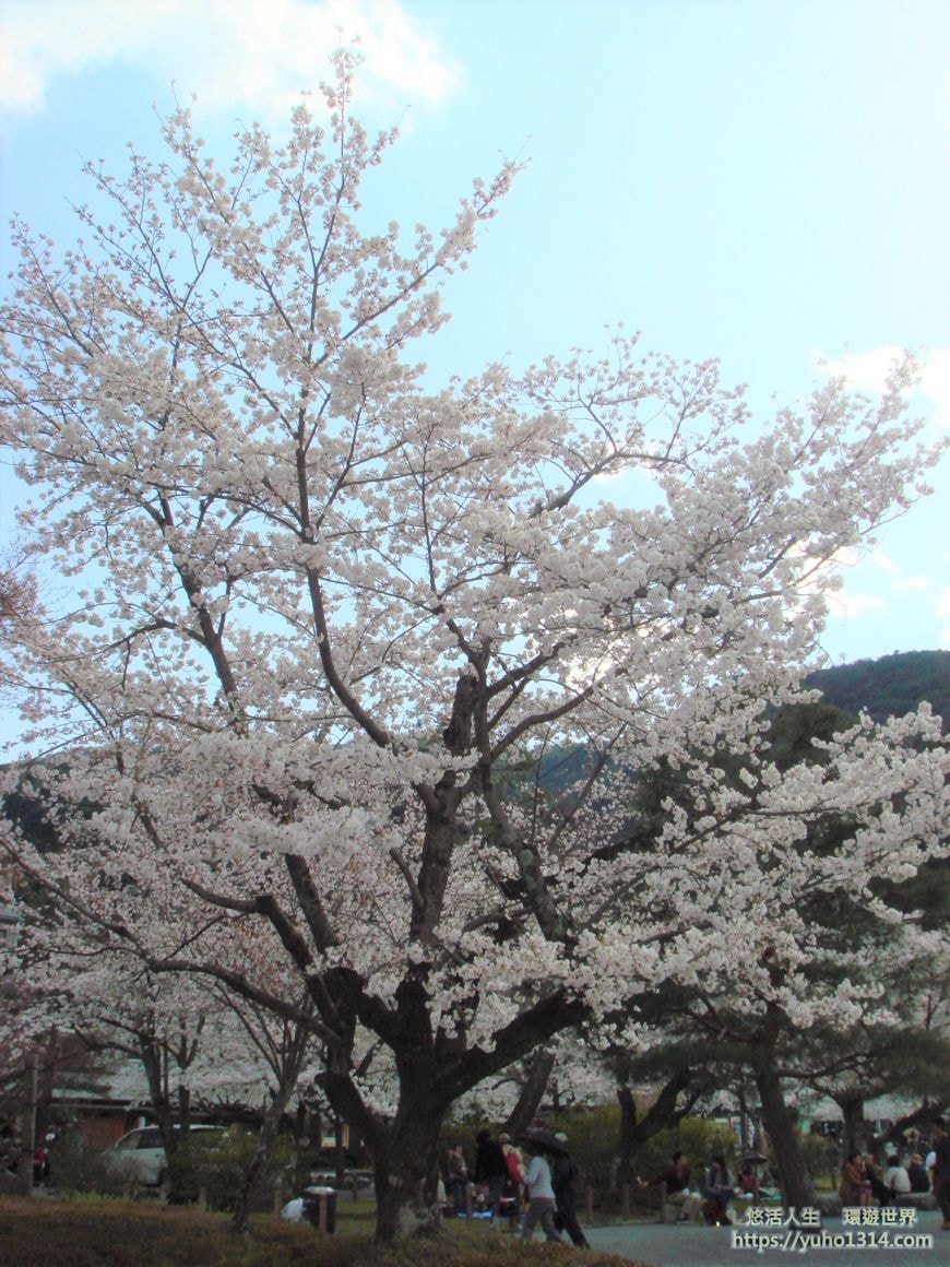 京都櫻花季2025🌸20處日本京都櫻花景點自由行實用資訊分享(下)(含京都賞櫻地圖) - 第80張圖