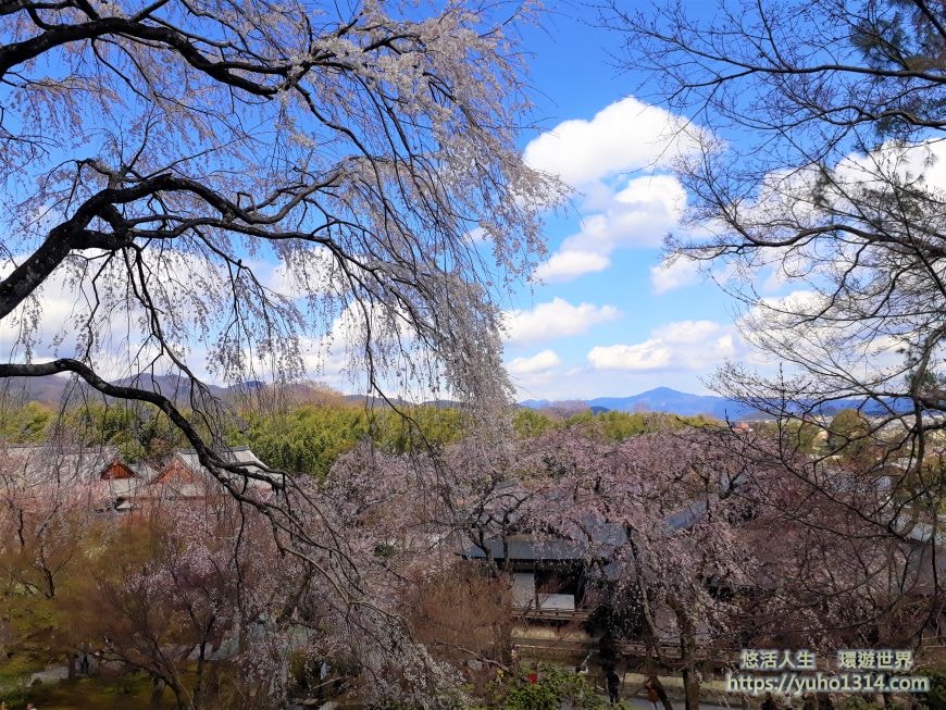 京都櫻花季2025🌸20處日本京都櫻花景點自由行實用資訊分享(下)(含京都賞櫻地圖) - 第74張圖