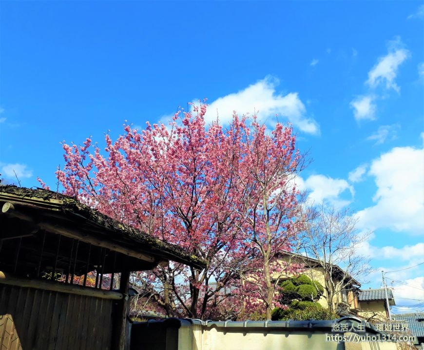 京都櫻花季2025🌸20處日本京都櫻花景點自由行實用資訊分享(下)(含京都賞櫻地圖) - 第64張圖