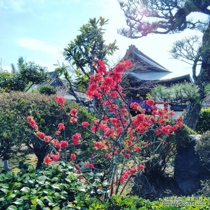 京都櫻花季2025🌸20處日本京都櫻花景點自由行實用資訊分享(下)(含京都賞櫻地圖) - 第62張圖