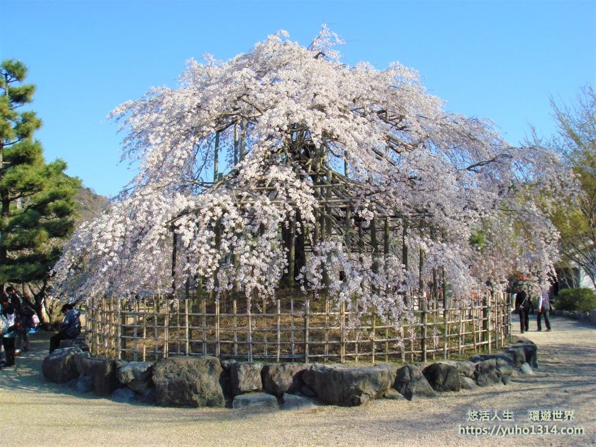 京都櫻花季2025🌸20處日本京都櫻花景點自由行實用資訊分享(下)(含京都賞櫻地圖) - 第84張圖 宇治櫻花
