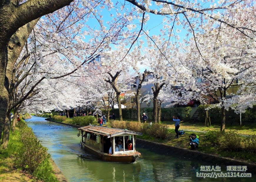 京都櫻花季2025🌸20處日本京都櫻花景點自由行實用資訊分享(下)(含京都賞櫻地圖) - 第89張圖