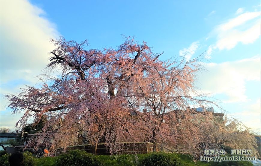 京都櫻花2025🌸京都櫻花季20處日本京都賞櫻景點實用資訊分享(上)(含京都櫻花預測) - 第19張圖 圓山公園櫻花 京都櫻花景點