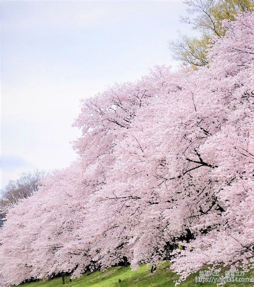 京都櫻花季2025🌸20處日本京都櫻花景點自由行實用資訊分享(下)(含京都賞櫻地圖) - 第104張圖