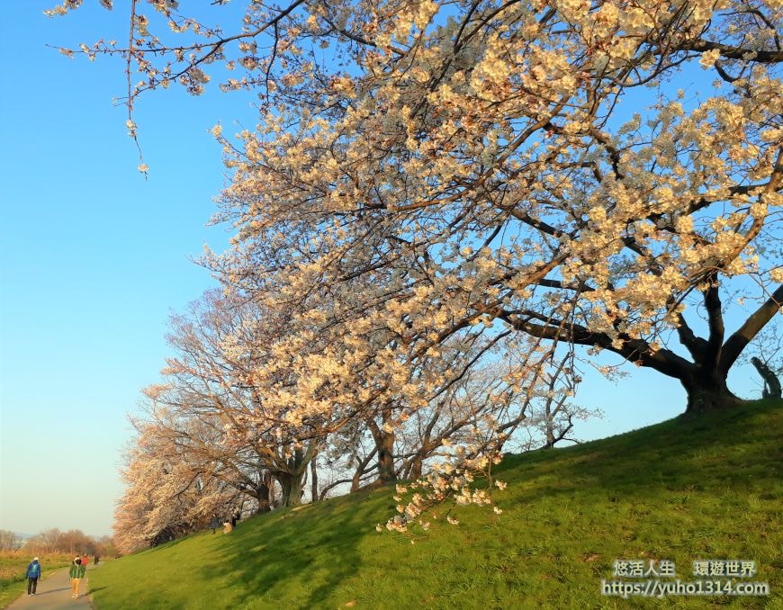 京都櫻花季2025🌸20處日本京都櫻花景點自由行實用資訊分享(下)(含京都賞櫻地圖) - 第92張圖