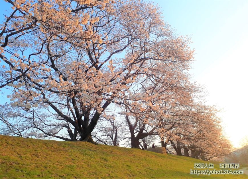 京都櫻花季2025🌸20處日本京都櫻花景點自由行實用資訊分享(下)(含京都賞櫻地圖) - 第94張圖