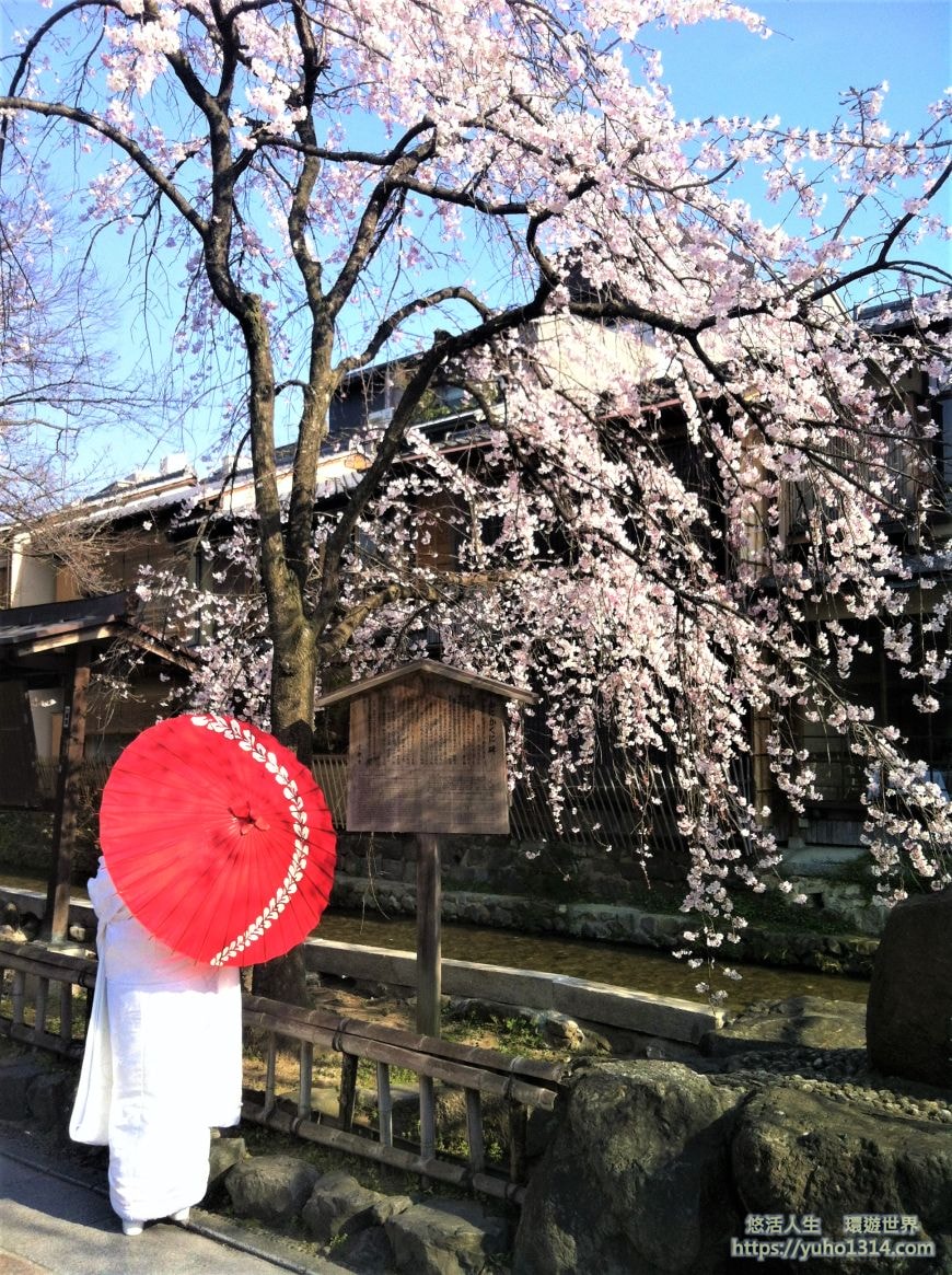 京都櫻花2025🌸京都櫻花季20處日本京都賞櫻景點實用資訊分享(上)(含京都櫻花預測) - 第26張圖 祉園白川櫻花