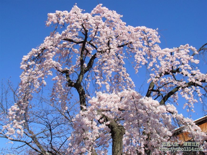 京都櫻花2025🌸京都櫻花季20處日本京都賞櫻景點實用資訊分享(上)(含京都櫻花預測) - 第28張圖