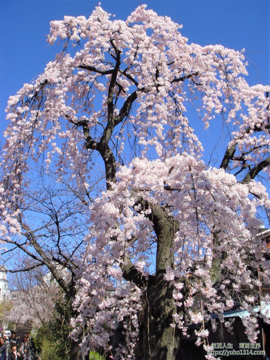 京都櫻花2025🌸京都櫻花季20處日本京都賞櫻景點實用資訊分享(上)(含京都櫻花預測) - 第29張圖