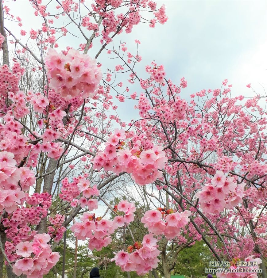 京都櫻花2025🌸京都櫻花季20處日本京都賞櫻景點實用資訊分享(上)(含京都櫻花預測) - 第34張圖
