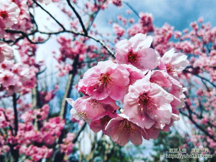 京都櫻花2025🌸京都櫻花季20處日本京都賞櫻景點實用資訊分享(上)(含京都櫻花預測) - 第35張圖