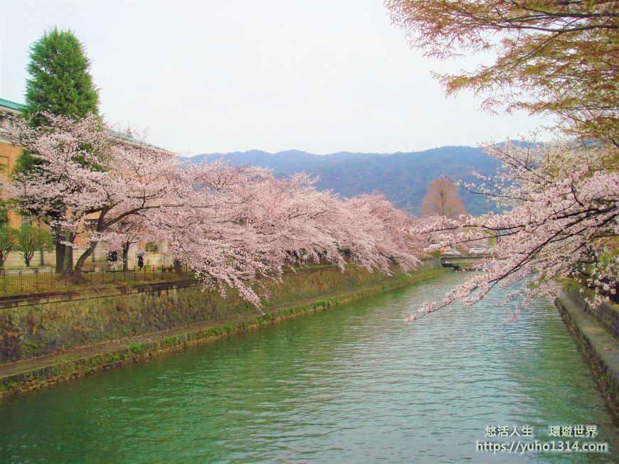 京都櫻花2025🌸京都櫻花季20處日本京都賞櫻景點實用資訊分享(上)(含京都櫻花預測) - 第38張圖
