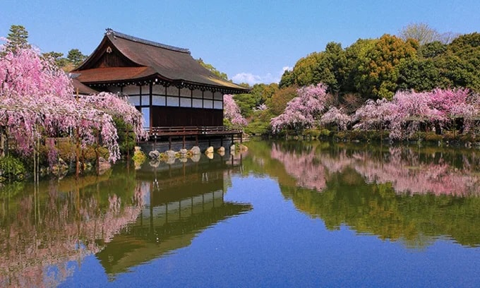 京都櫻花2025🌸京都櫻花季20處日本京都賞櫻景點實用資訊分享(上)(含京都櫻花預測) - 第32張圖 平安神宮櫻花