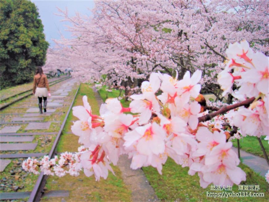 京都櫻花2025🌸京都櫻花季20處日本京都賞櫻景點實用資訊分享(上)(含京都櫻花預測) - 第43張圖