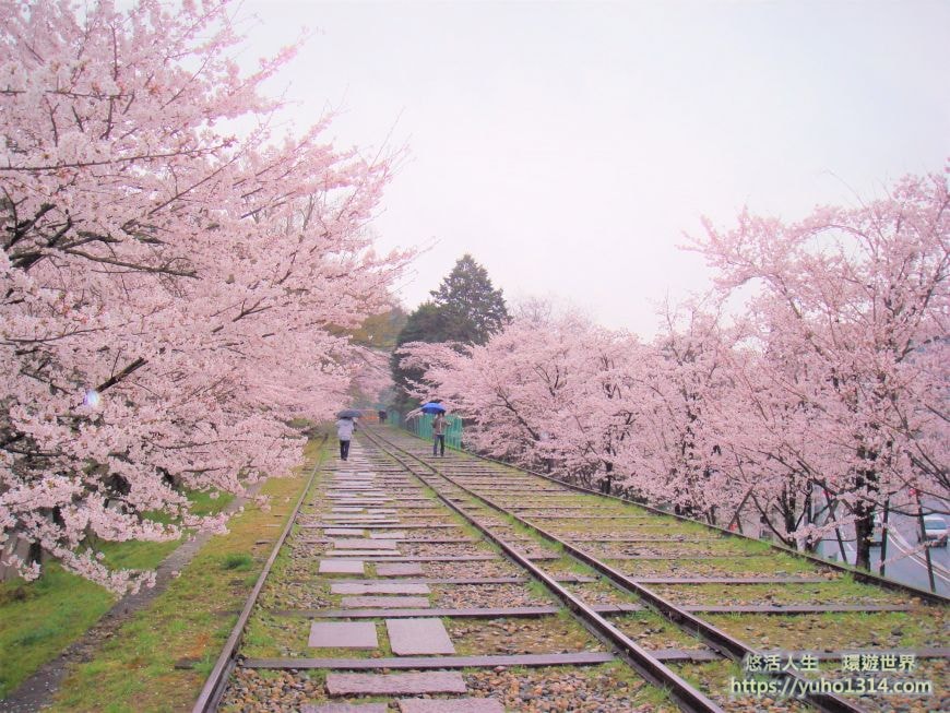 京都櫻花2025🌸京都櫻花季20處日本京都賞櫻景點實用資訊分享(上)(含京都櫻花預測) - 第42張圖