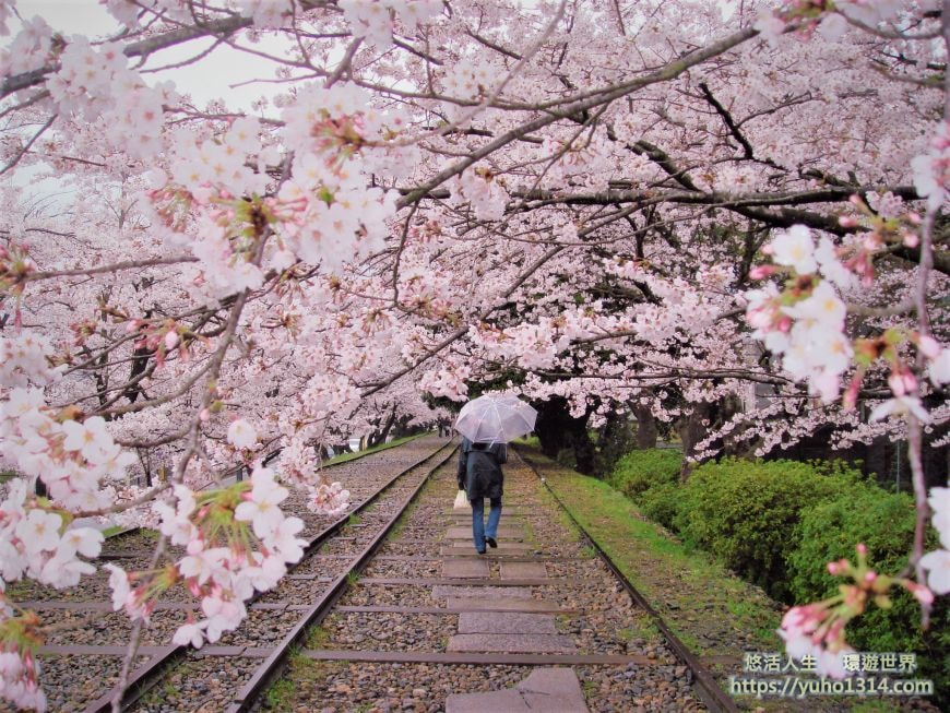 京都櫻花2025🌸京都櫻花季20處日本京都賞櫻景點實用資訊分享(上)(含京都櫻花預測) - 第44張圖