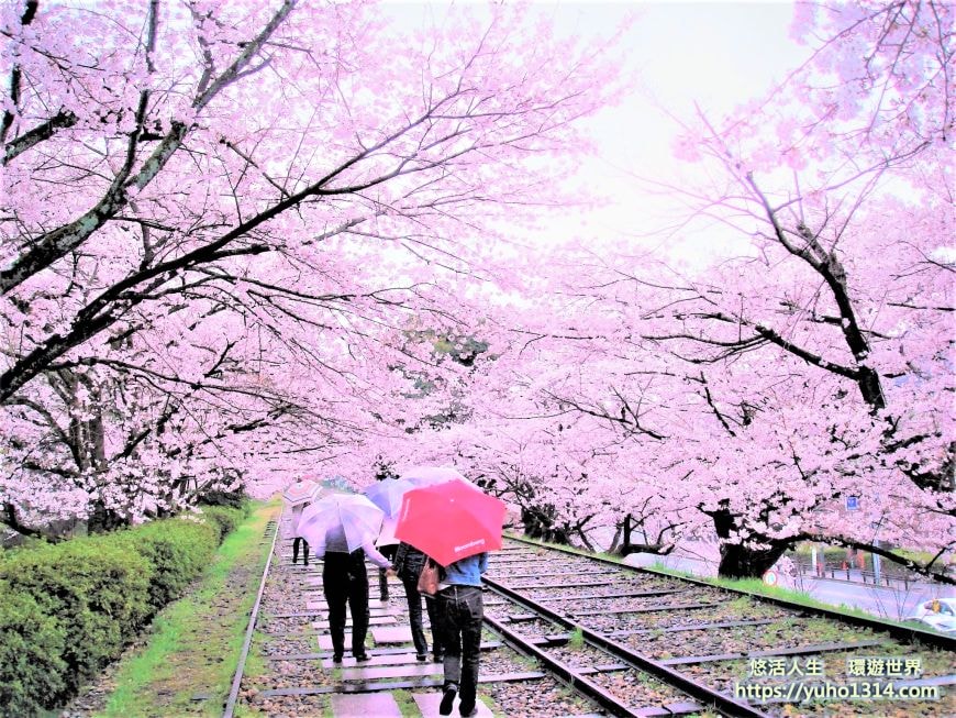 京都櫻花2025🌸京都櫻花季20處日本京都賞櫻景點實用資訊分享(上)(含京都櫻花預測) - 第39張圖 蹴上傾斜鐵道櫻花