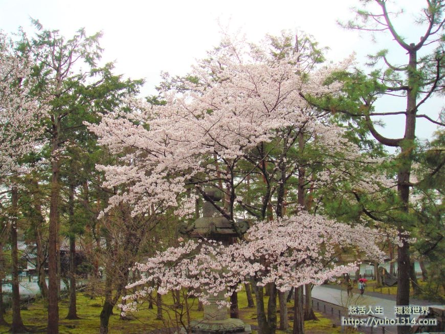 京都櫻花2025🌸京都櫻花季20處日本京都賞櫻景點實用資訊分享(上)(含京都櫻花預測) - 第49張圖