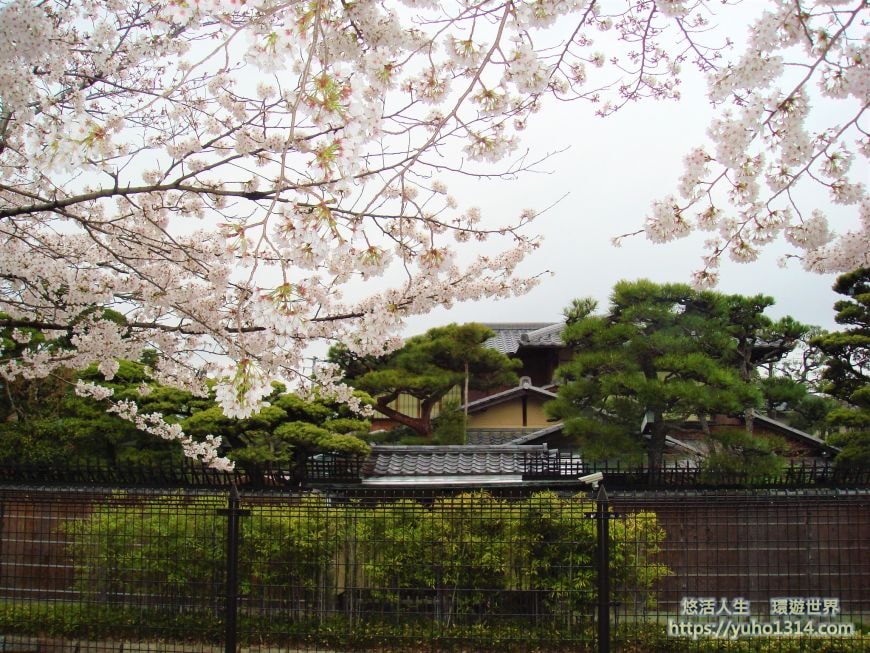 京都櫻花2025🌸京都櫻花季20處日本京都賞櫻景點實用資訊分享(上)(含京都櫻花預測) - 第50張圖