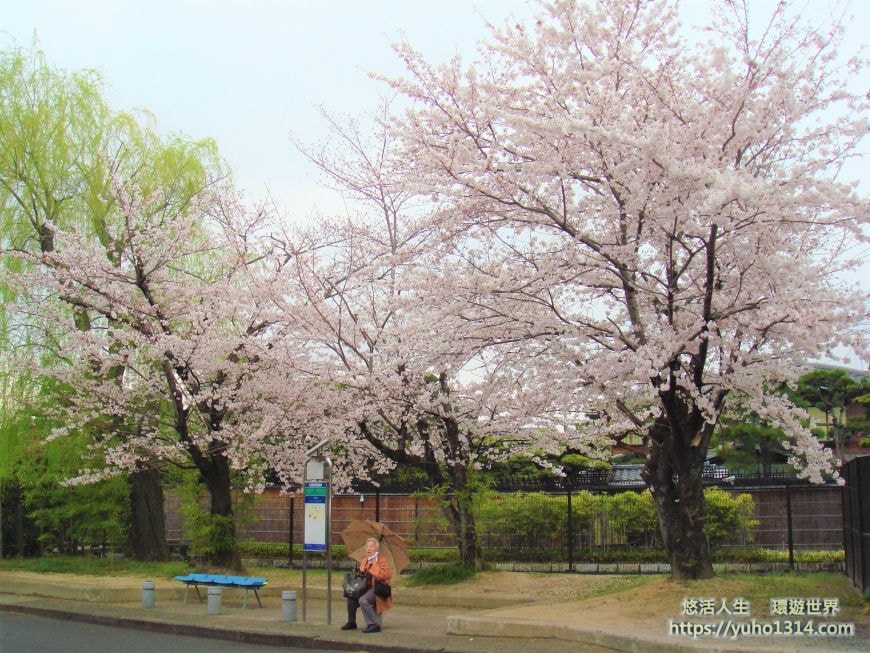 京都櫻花2025🌸京都櫻花季20處日本京都賞櫻景點實用資訊分享(上)(含京都櫻花預測) - 第51張圖