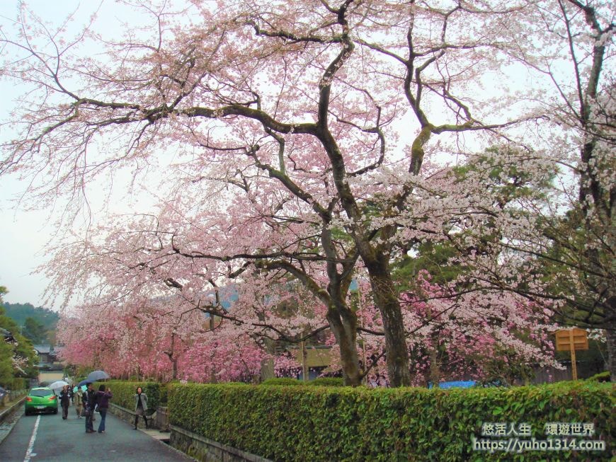 京都櫻花2025🌸京都櫻花季20處日本京都賞櫻景點實用資訊分享(上)(含京都櫻花預測) - 第54張圖