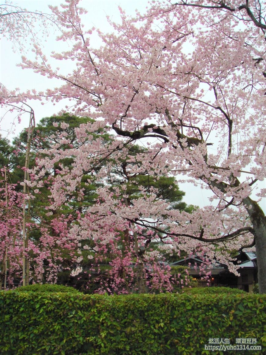 京都櫻花2025🌸京都櫻花季20處日本京都賞櫻景點實用資訊分享(上)(含京都櫻花預測) - 第52張圖