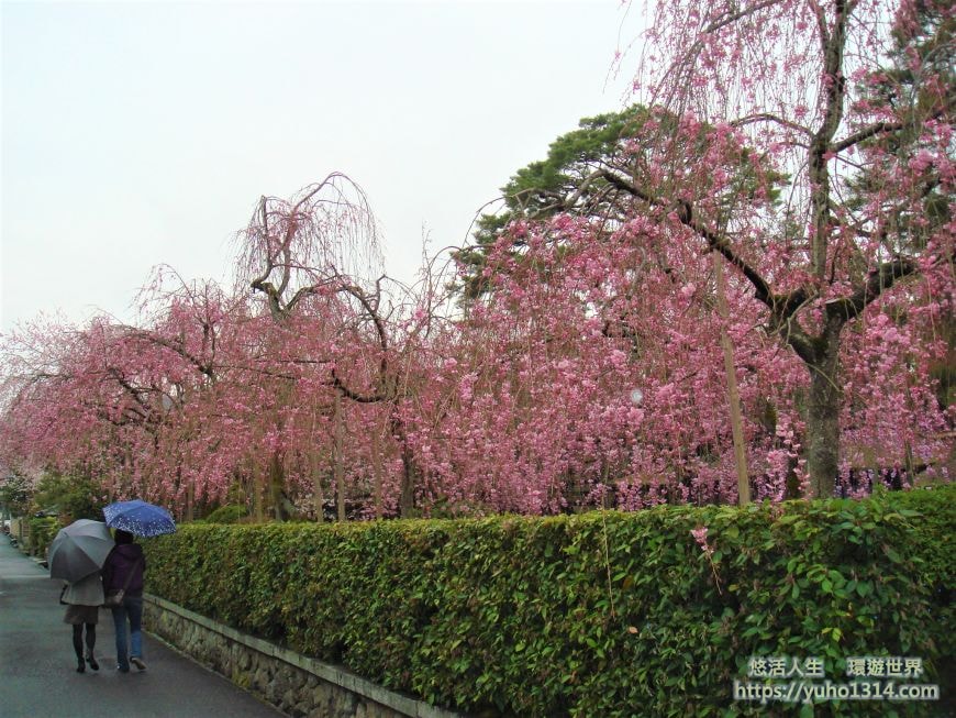 京都櫻花2025🌸京都櫻花季20處日本京都賞櫻景點實用資訊分享(上)(含京都櫻花預測) - 第55張圖