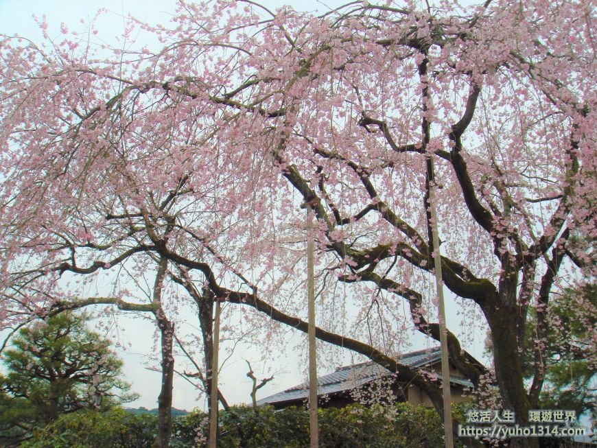 京都櫻花2025🌸京都櫻花季20處日本京都賞櫻景點實用資訊分享(上)(含京都櫻花預測) - 第53張圖