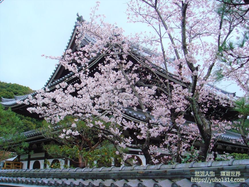 京都櫻花2025🌸京都櫻花季20處日本京都賞櫻景點實用資訊分享(上)(含京都櫻花預測) - 第66張圖