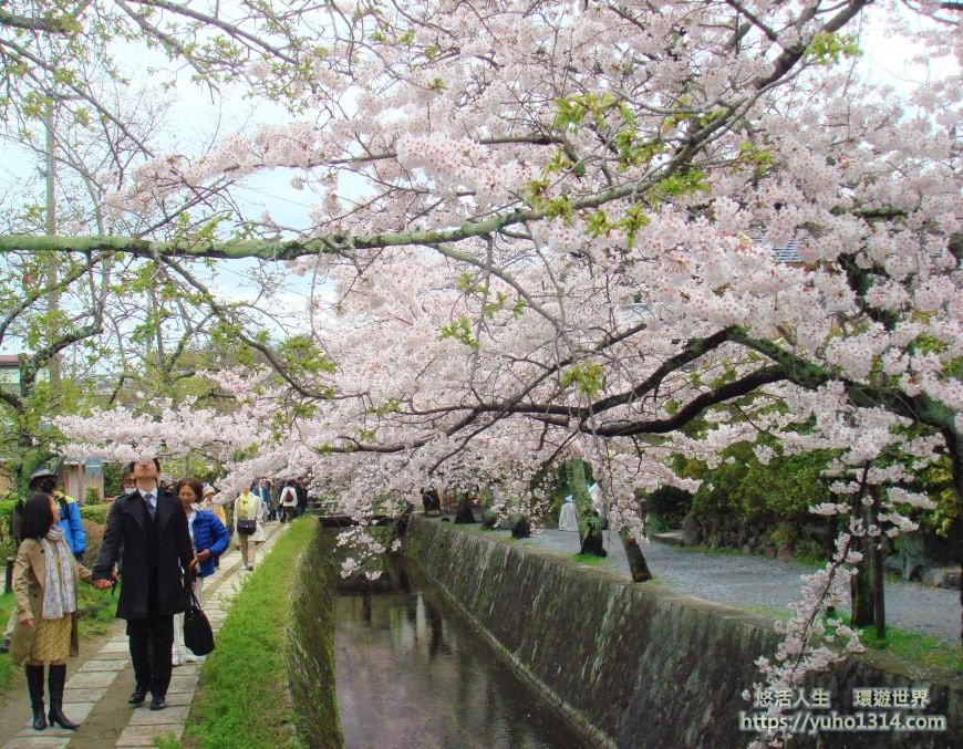 京都櫻花2025🌸京都櫻花季20處日本京都賞櫻景點實用資訊分享(上)(含京都櫻花預測) - 第65張圖