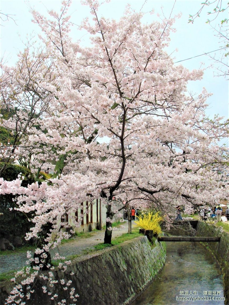 京都櫻花2025🌸京都櫻花季20處日本京都賞櫻景點實用資訊分享(上)(含京都櫻花預測) - 第70張圖