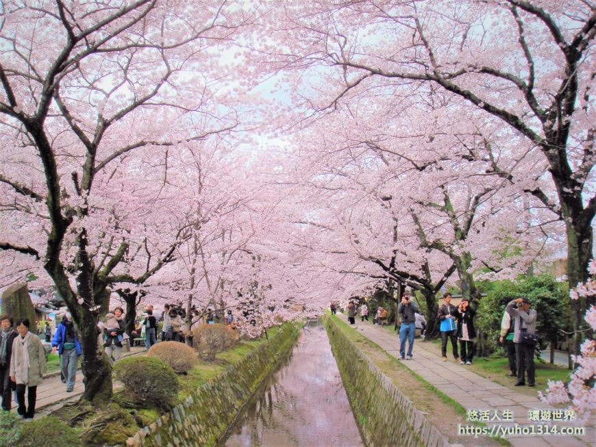 京都櫻花2025🌸京都櫻花季20處日本京都賞櫻景點實用資訊分享(上)(含京都櫻花預測) - 第58張圖