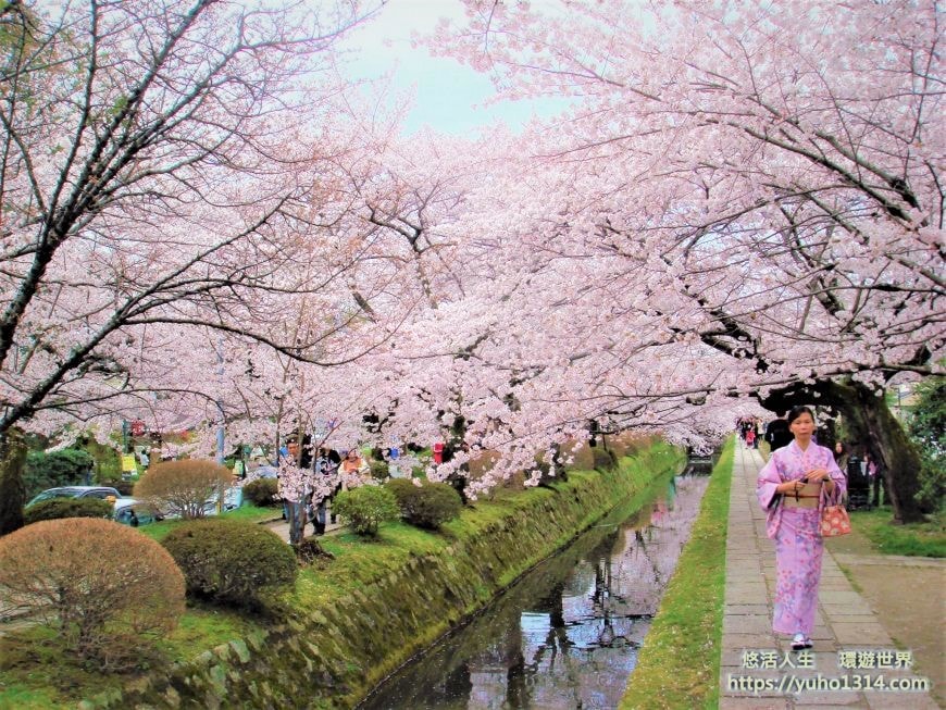 京都櫻花2025🌸京都櫻花季20處日本京都賞櫻景點實用資訊分享(上)(含京都櫻花預測) - 第57張圖 哲學之道櫻花
