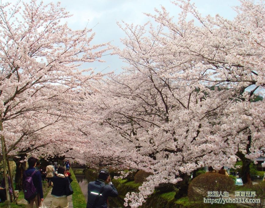 京都櫻花2025🌸京都櫻花季20處日本京都賞櫻景點實用資訊分享(上)(含京都櫻花預測) - 第59張圖