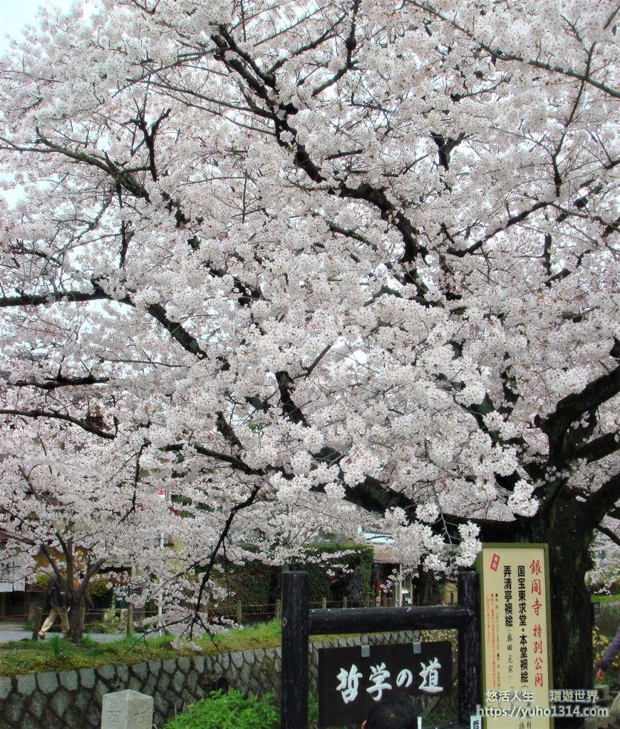 京都櫻花2025🌸京都櫻花季20處日本京都賞櫻景點實用資訊分享(上)(含京都櫻花預測) - 第60張圖 京都櫻花景點 哲學之道櫻花