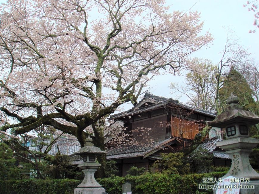 京都櫻花2025🌸京都櫻花季20處日本京都賞櫻景點實用資訊分享(上)(含京都櫻花預測) - 第67張圖