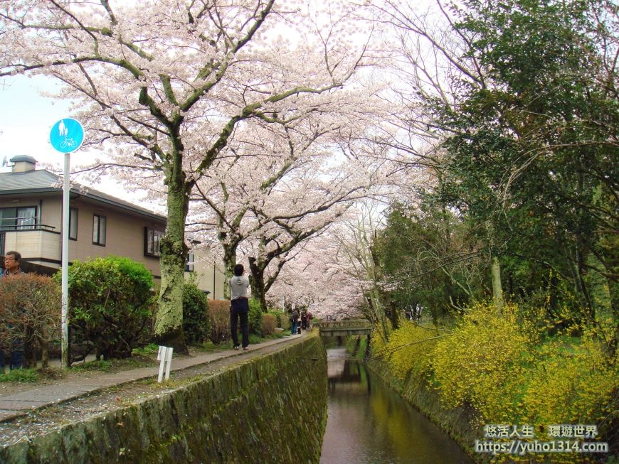 京都櫻花2025🌸京都櫻花季20處日本京都賞櫻景點實用資訊分享(上)(含京都櫻花預測) - 第68張圖