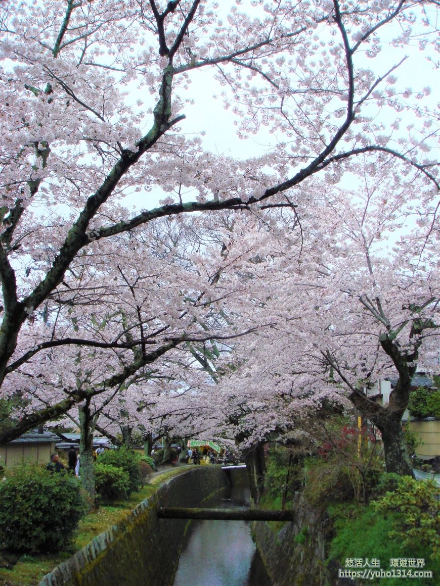 京都櫻花2025🌸京都櫻花季20處日本京都賞櫻景點實用資訊分享(上)(含京都櫻花預測) - 第69張圖