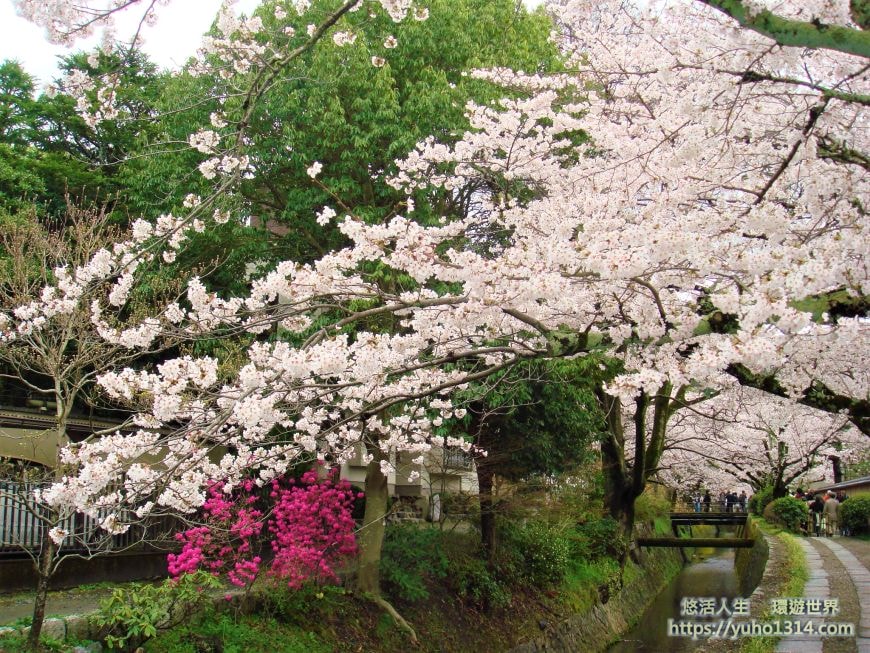 京都櫻花2025🌸京都櫻花季20處日本京都賞櫻景點實用資訊分享(上)(含京都櫻花預測) - 第71張圖