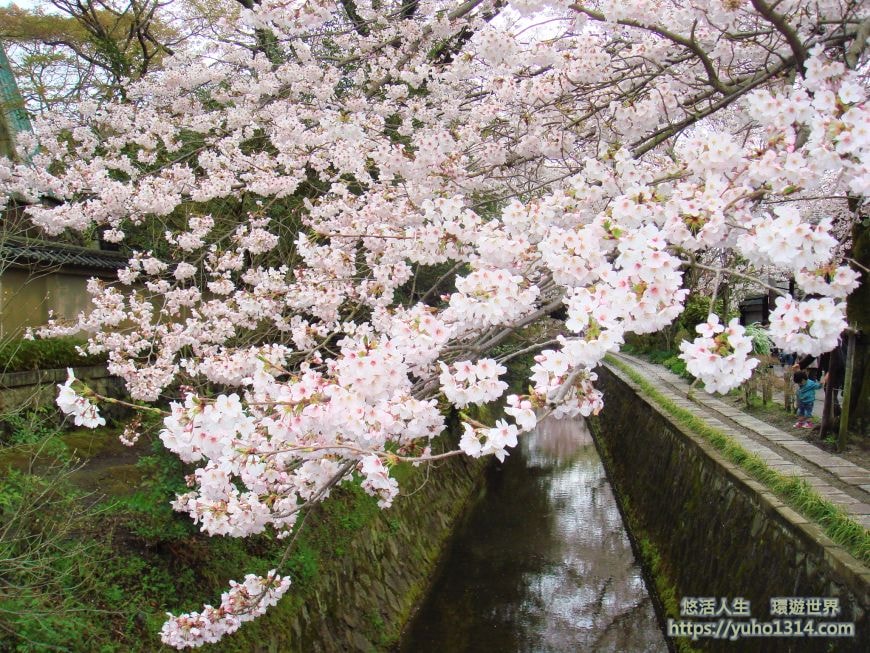 京都櫻花2025🌸京都櫻花季20處日本京都賞櫻景點實用資訊分享(上)(含京都櫻花預測) - 第61張圖
