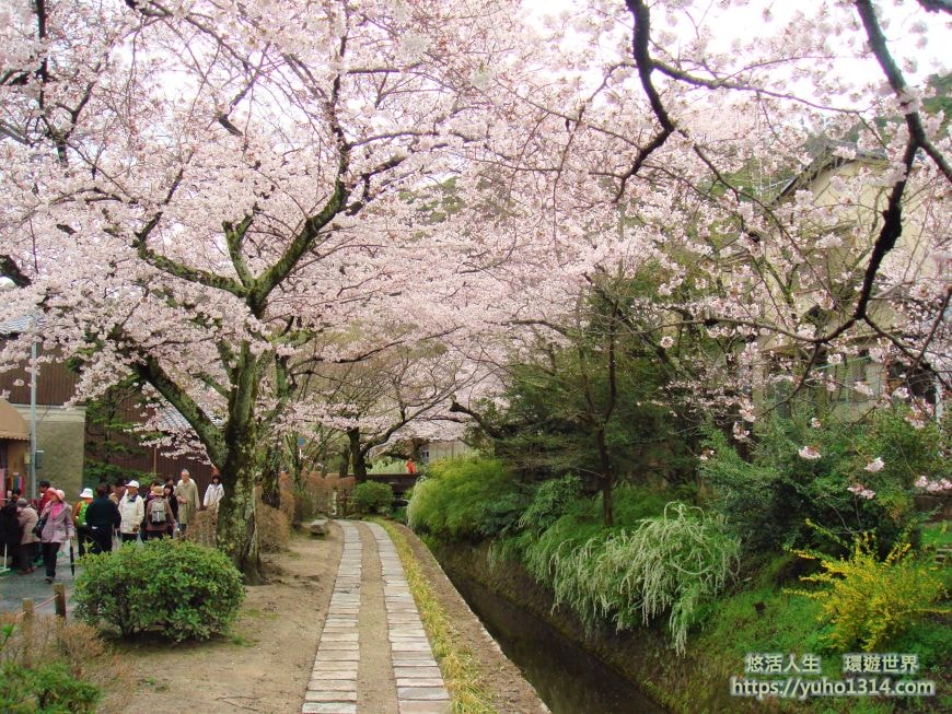 京都櫻花2025🌸京都櫻花季20處日本京都賞櫻景點實用資訊分享(上)(含京都櫻花預測) - 第62張圖