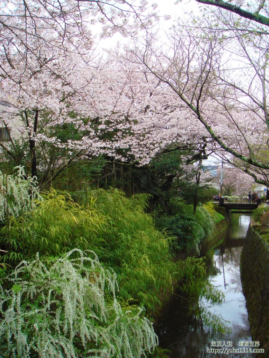 京都櫻花2025🌸京都櫻花季20處日本京都賞櫻景點實用資訊分享(上)(含京都櫻花預測) - 第63張圖