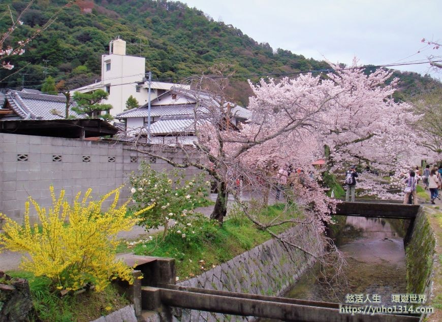 京都櫻花2025🌸京都櫻花季20處日本京都賞櫻景點實用資訊分享(上)(含京都櫻花預測) - 第64張圖