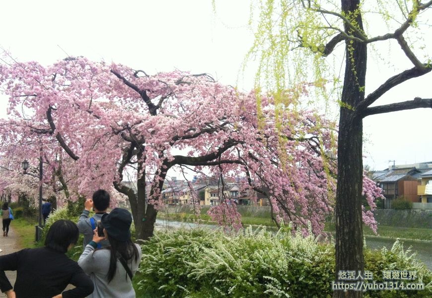 京都櫻花2025🌸京都櫻花季20處日本京都賞櫻景點實用資訊分享(上)(含京都櫻花預測) - 第75張圖