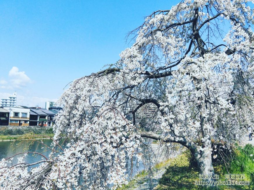 京都櫻花2025🌸京都櫻花季20處日本京都賞櫻景點實用資訊分享(上)(含京都櫻花預測) - 第73張圖