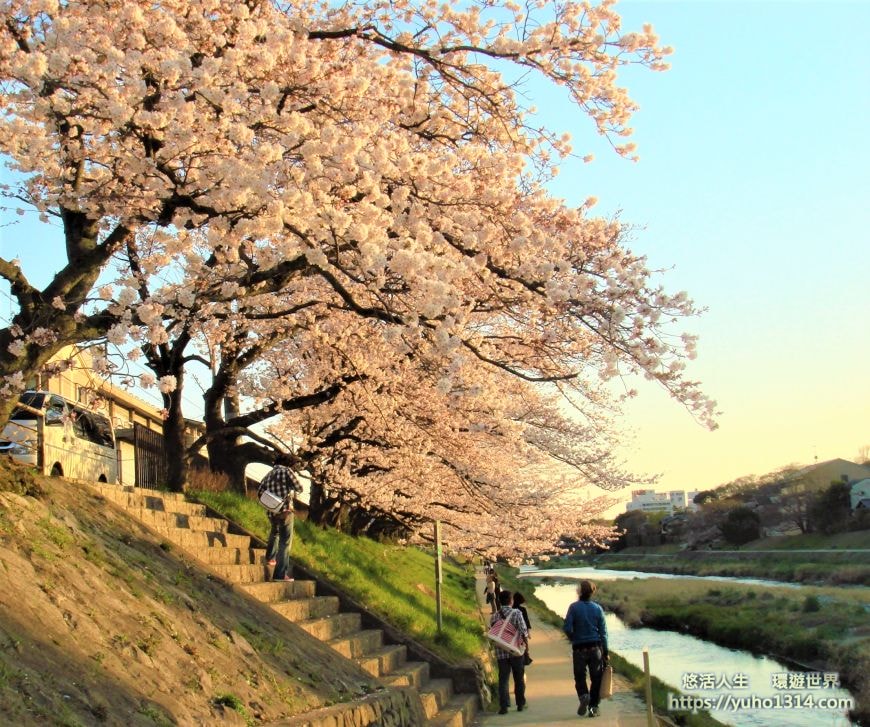 京都櫻花2025🌸京都櫻花季20處日本京都賞櫻景點實用資訊分享(上)(含京都櫻花預測) - 第80張圖