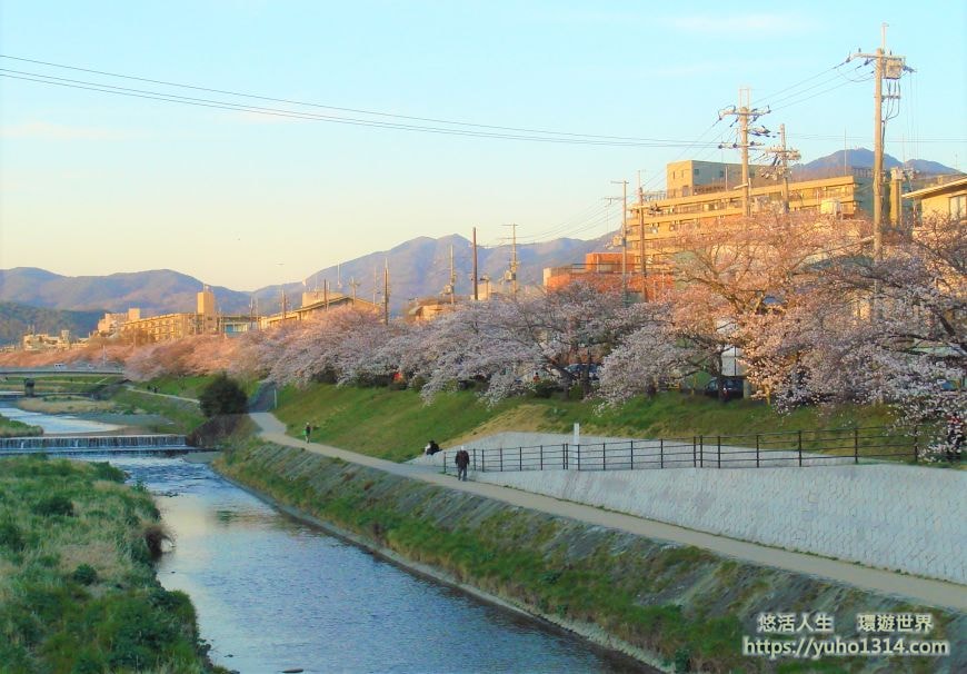 京都櫻花2025🌸京都櫻花季20處日本京都賞櫻景點實用資訊分享(上)(含京都櫻花預測) - 第78張圖
