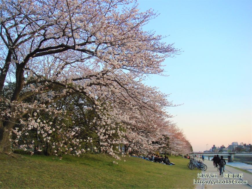 京都櫻花2025🌸京都櫻花季20處日本京都賞櫻景點實用資訊分享(上)(含京都櫻花預測) - 第79張圖