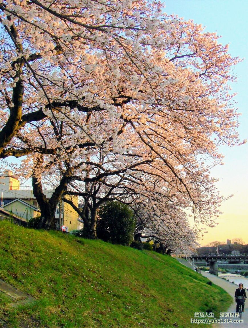 京都櫻花2025🌸京都櫻花季20處日本京都賞櫻景點實用資訊分享(上)(含京都櫻花預測) - 第81張圖